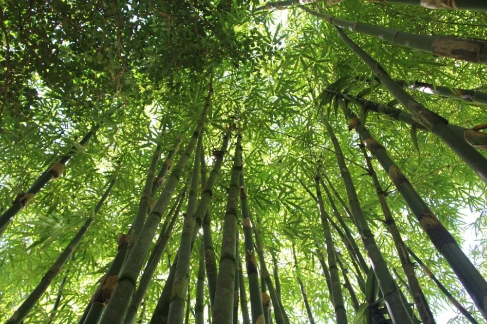 十首写竹诗词：愿你生活节节向上