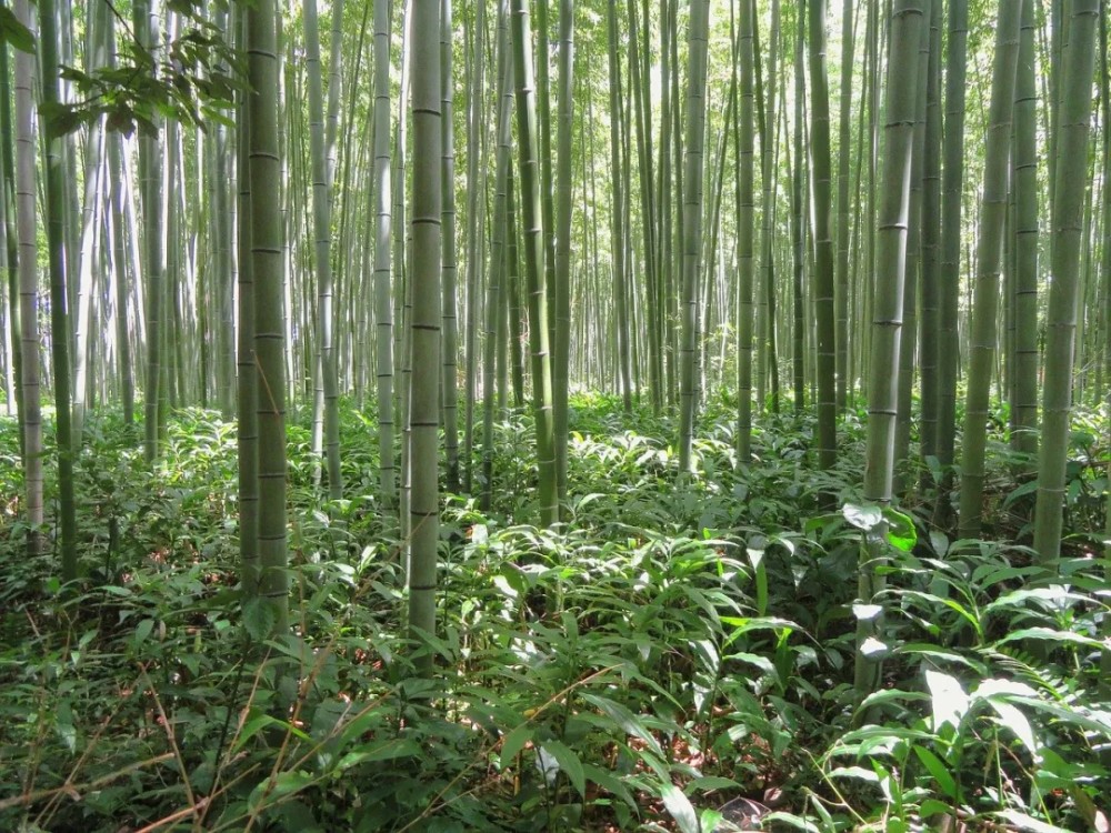 十首写竹诗词：愿你生活节节向上