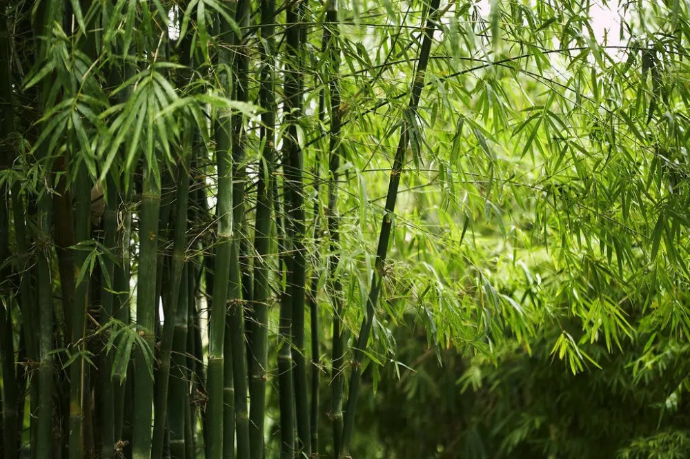 十首写竹诗词：愿你生活节节向上